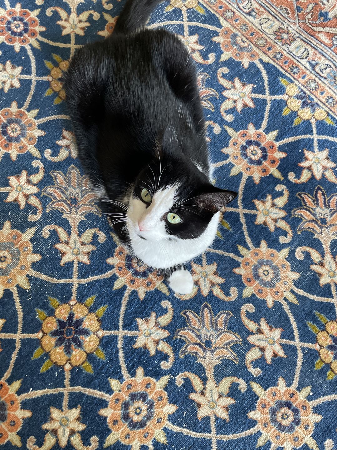 Customer photo review of Pâtées riches en volaille & aux courgettes (chat stérilisé et chat adulte)