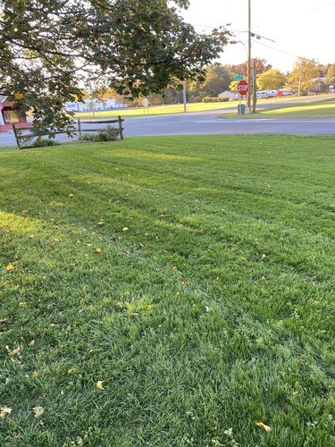 Customer photo review of GCI Turf Cool Blue Grass Seed