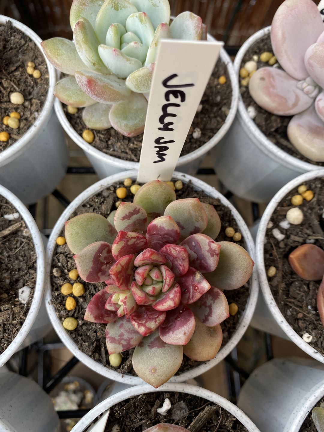 Customer photo review of Echeveria Jelly Jam