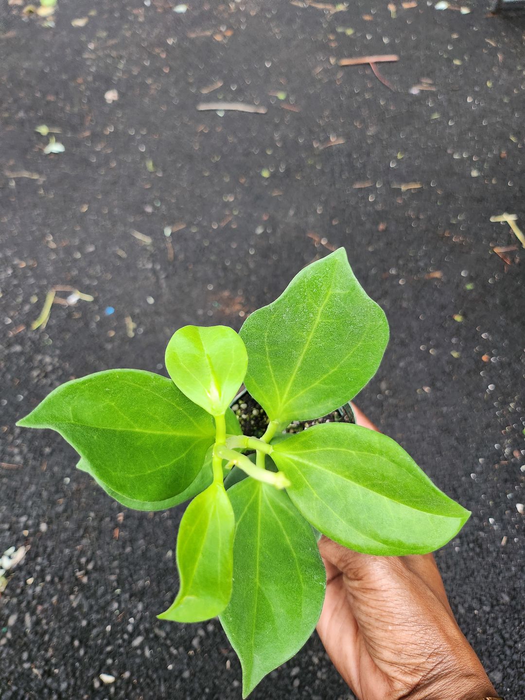 Customer photo review of Hoya pachyclada