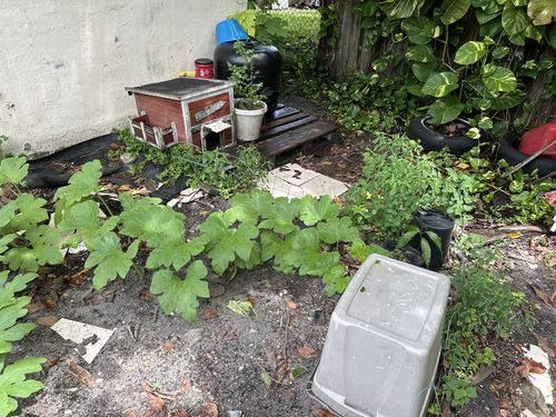 Customer photo review of 5 Cat Herb Outdoor Seed Pack - 2100+ Cat Grass Seeds