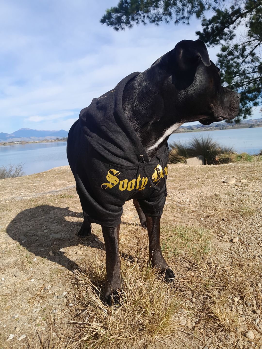 Customer photo review of Gangsta Yapper Dog Hoodie - Personalised