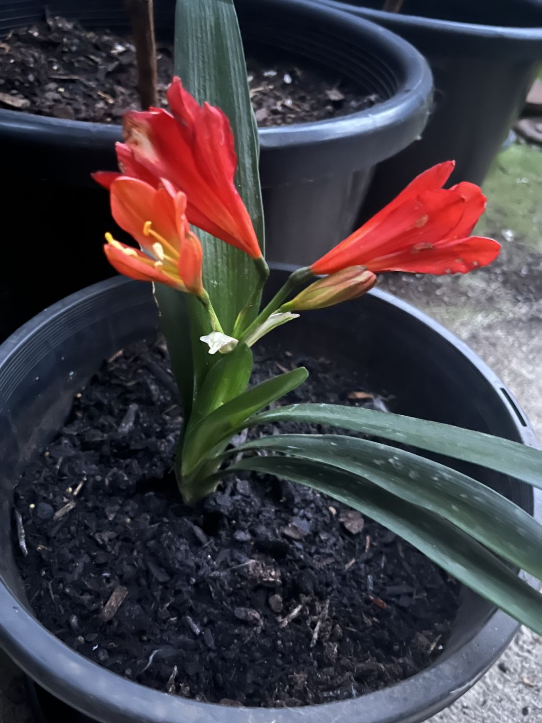 Customer photo review of Clivias