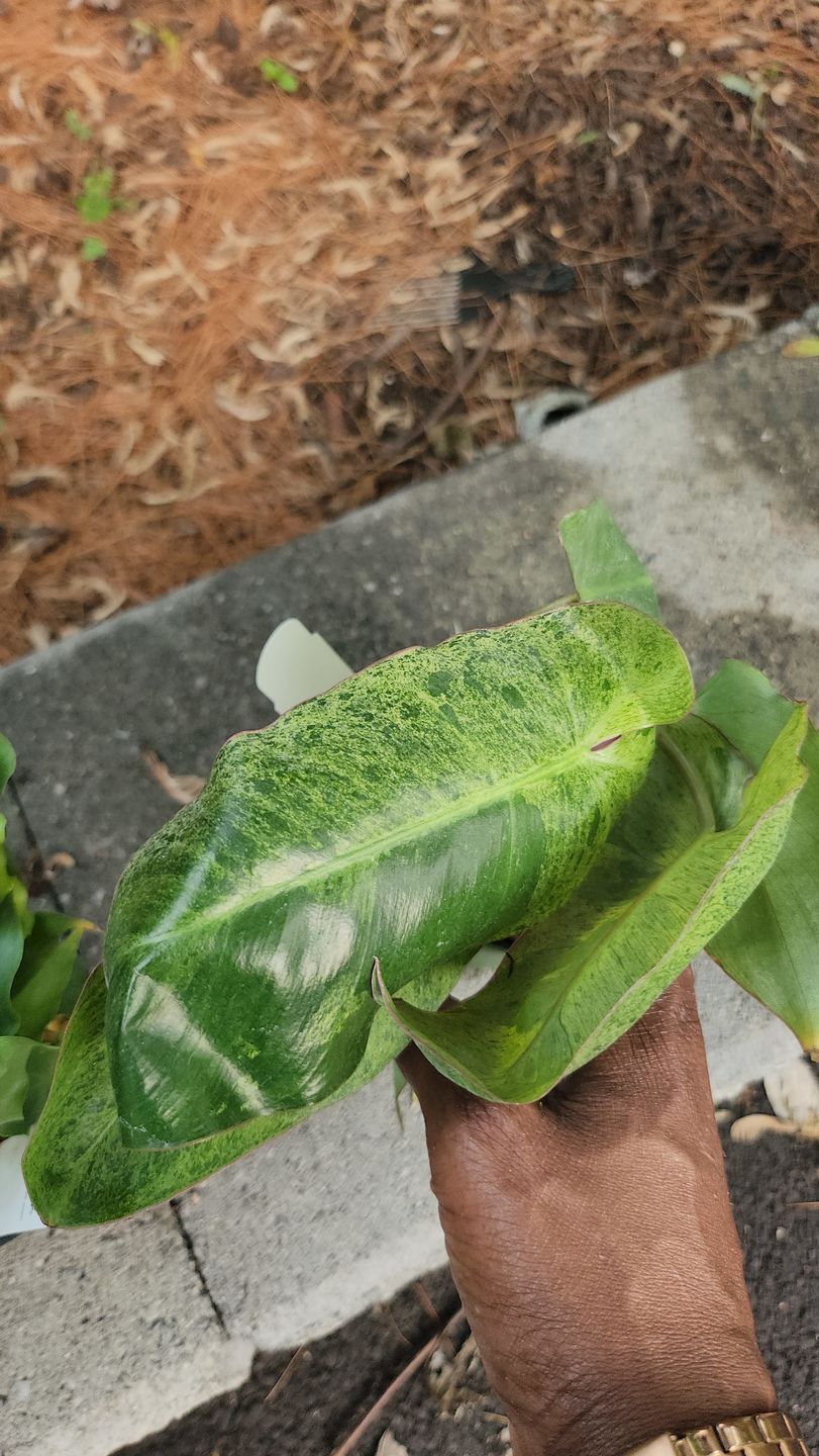Customer photo review of Philodendron 'Paraiso Verde'