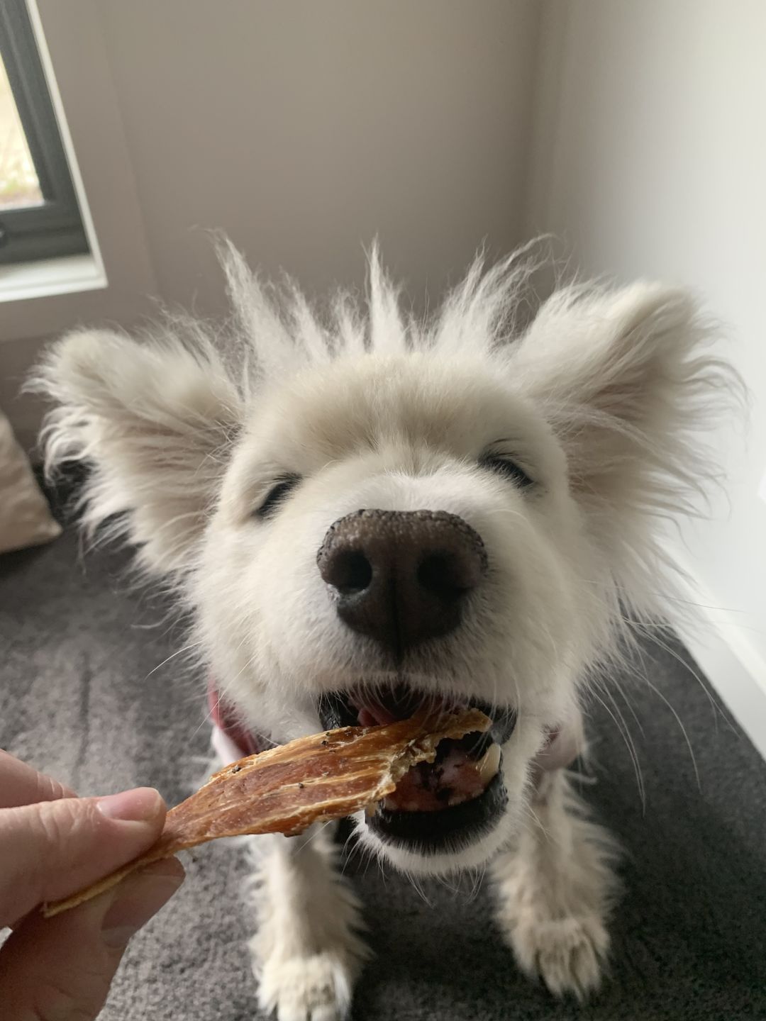 Customer photo review of Premium Chicken Chews