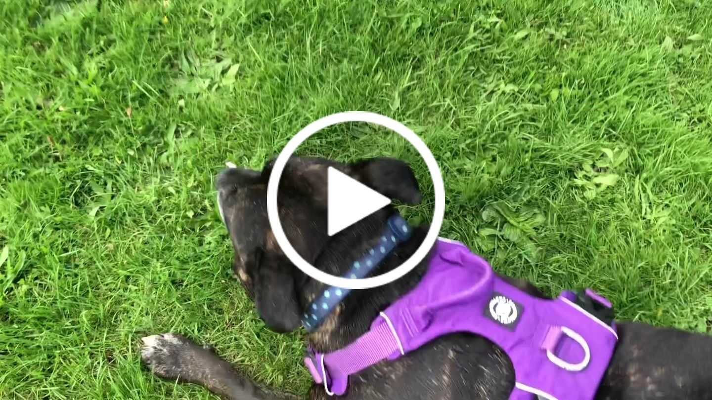 Customer video review of Air Mesh Harness - Anti-Pull, With Handle, Non Restrictive & Adjustable - Purple