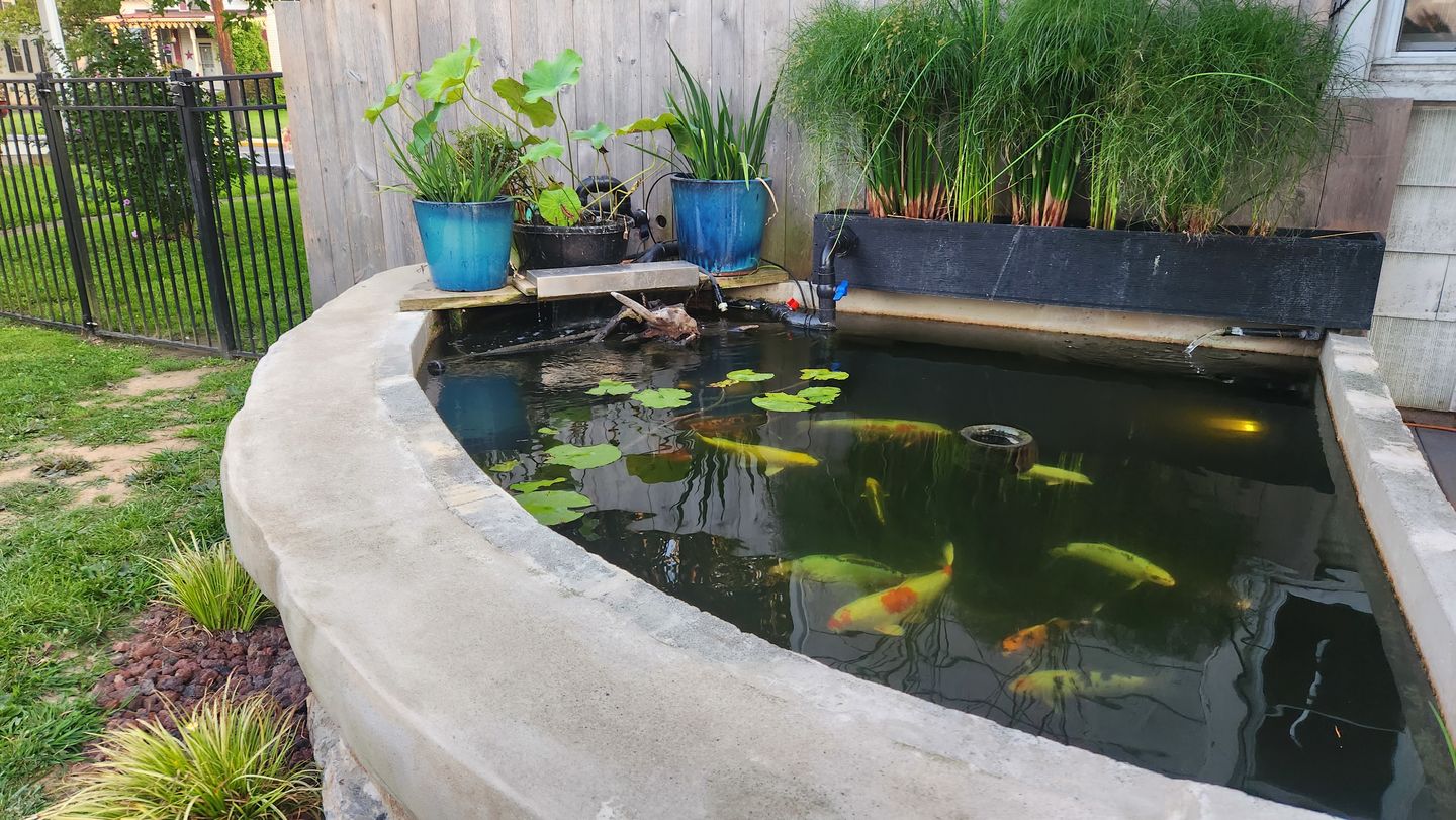 Customer photo review of Aisuru Koi™ Growth Koi Food