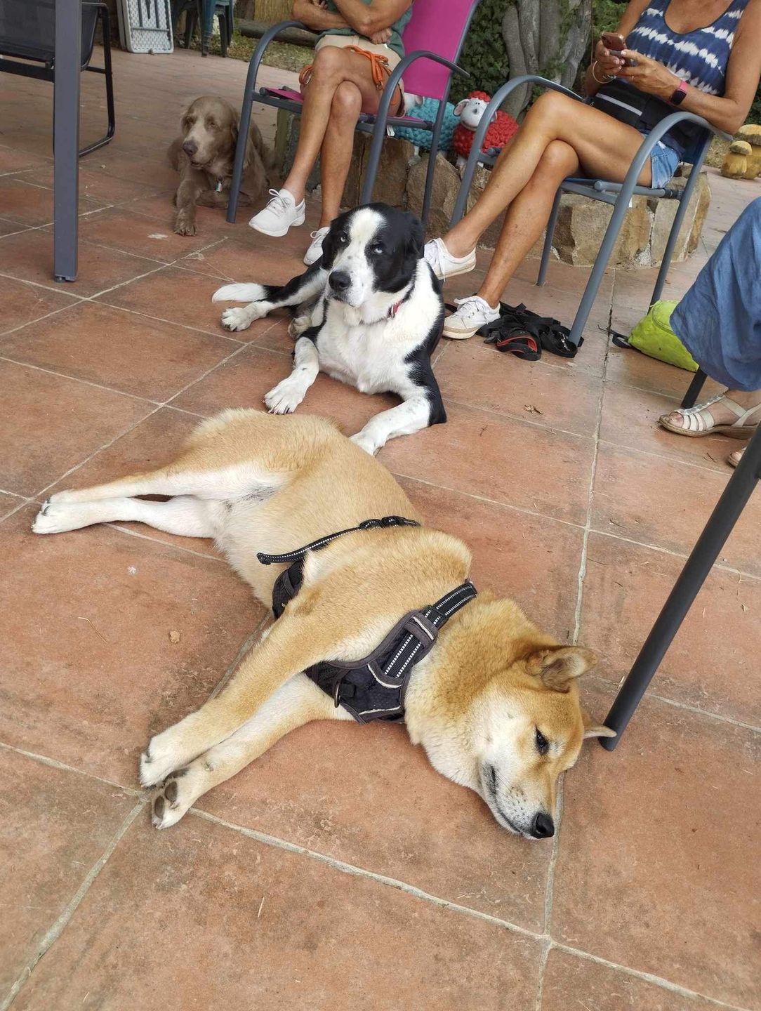Customer photo review of Croquettes de volaille riches en ingrédients frais - Moy. / Grande taille (chien adulte)