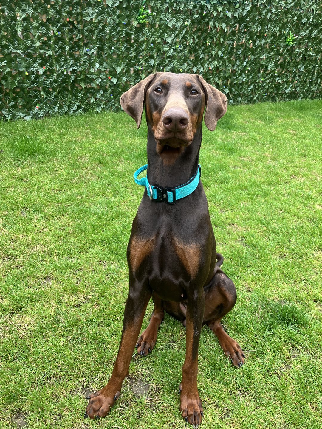 Customer photo review of 2.5cm Combat® Collar | With Handle & Rated Clip - Turquoise v2.0