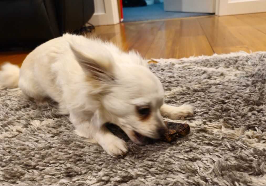 Customer photo review of Aussie Beef Puffs (High value treats)