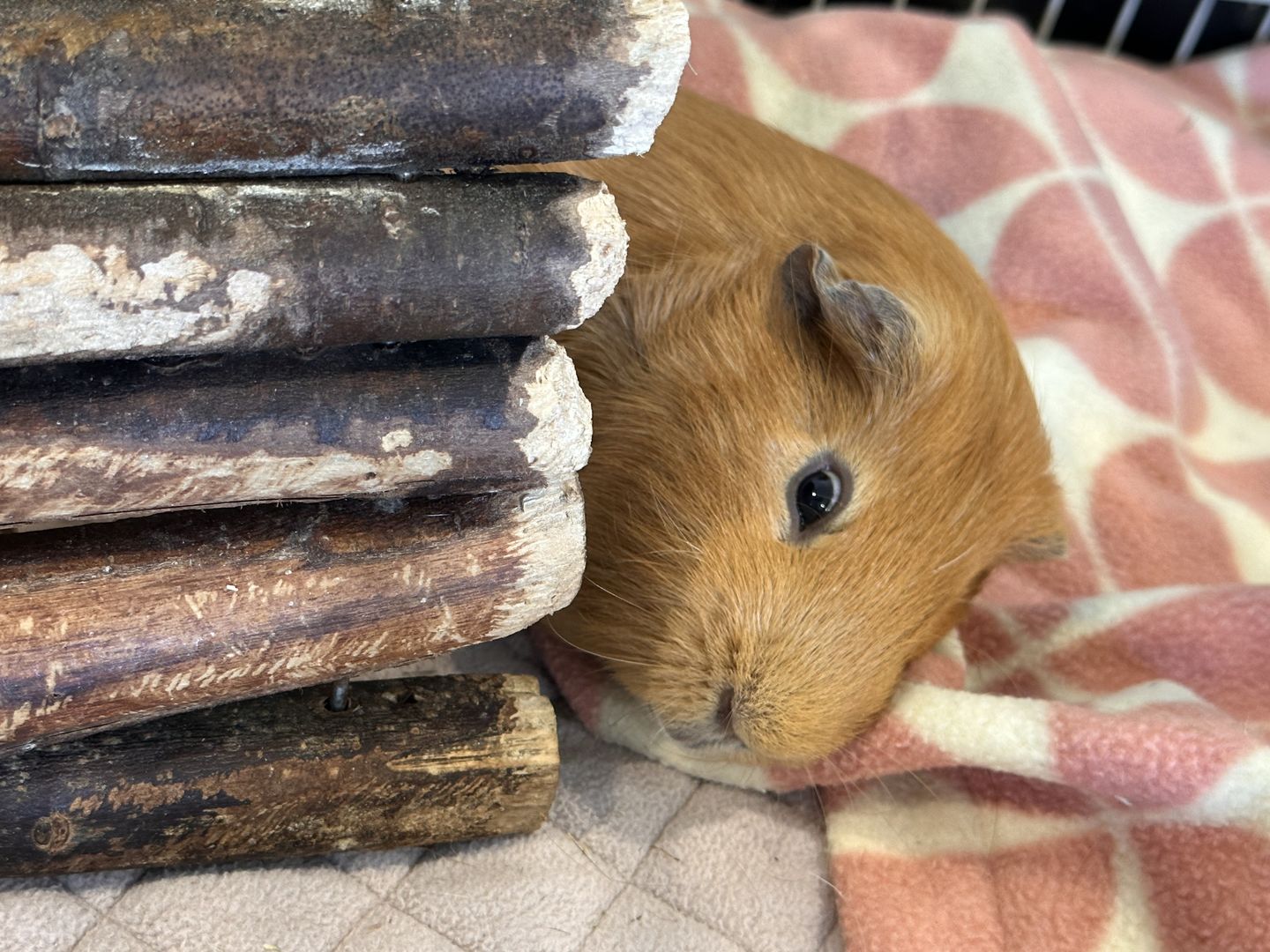 Customer photo review of Premium GuineaDad Liner