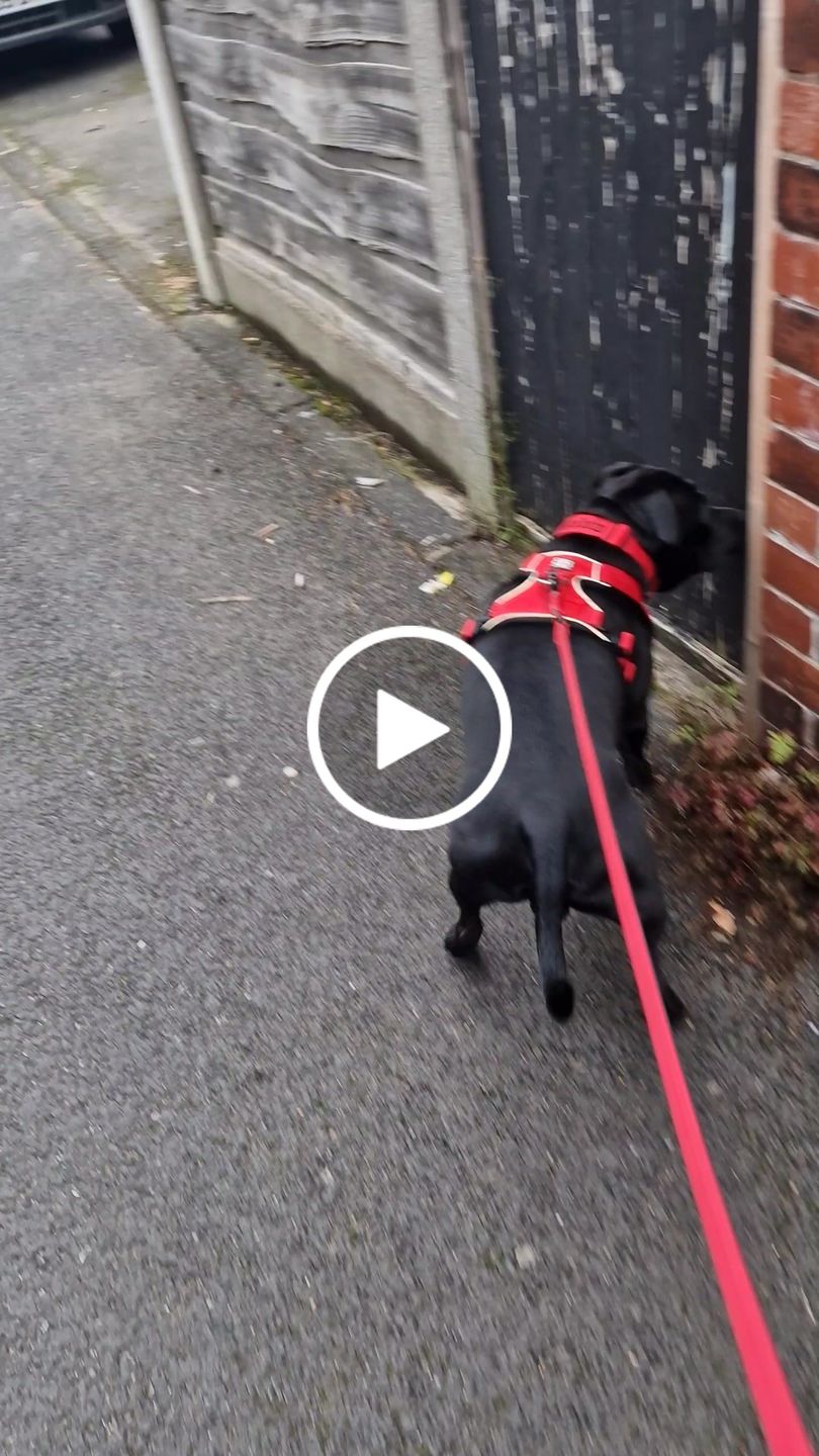 Customer video review of 4cm Combat® Collar | With Handle & Rated Clip - Red v2.0