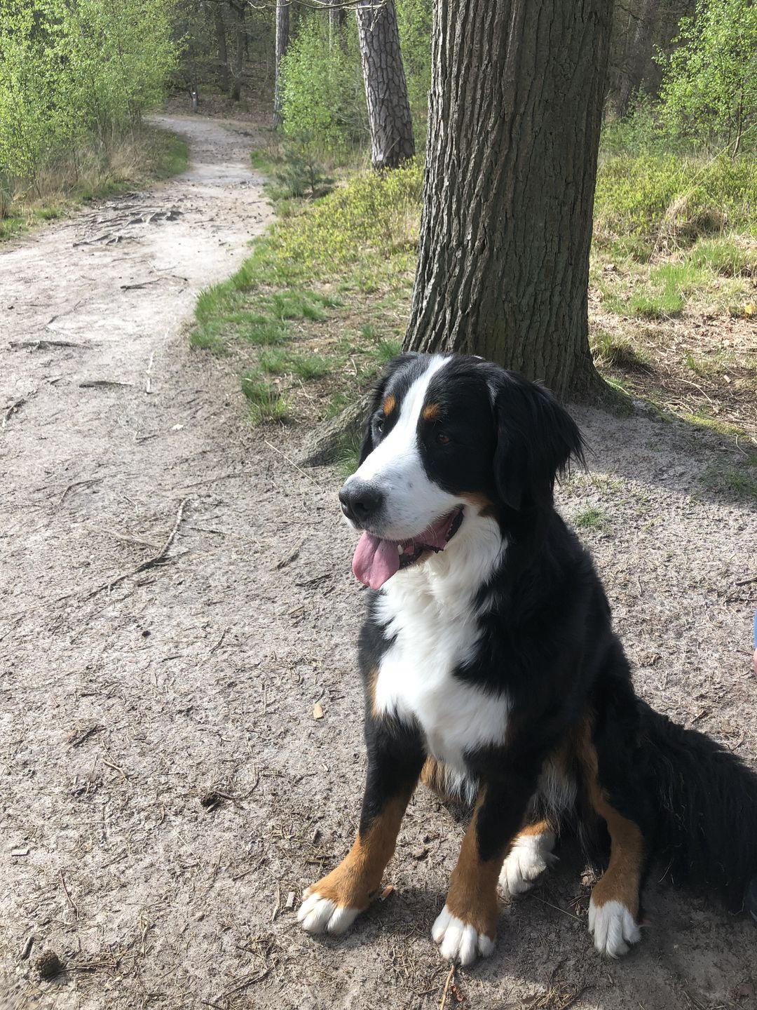 Customer photo review of Tony en Lu Pups | Kleine hondensnacks