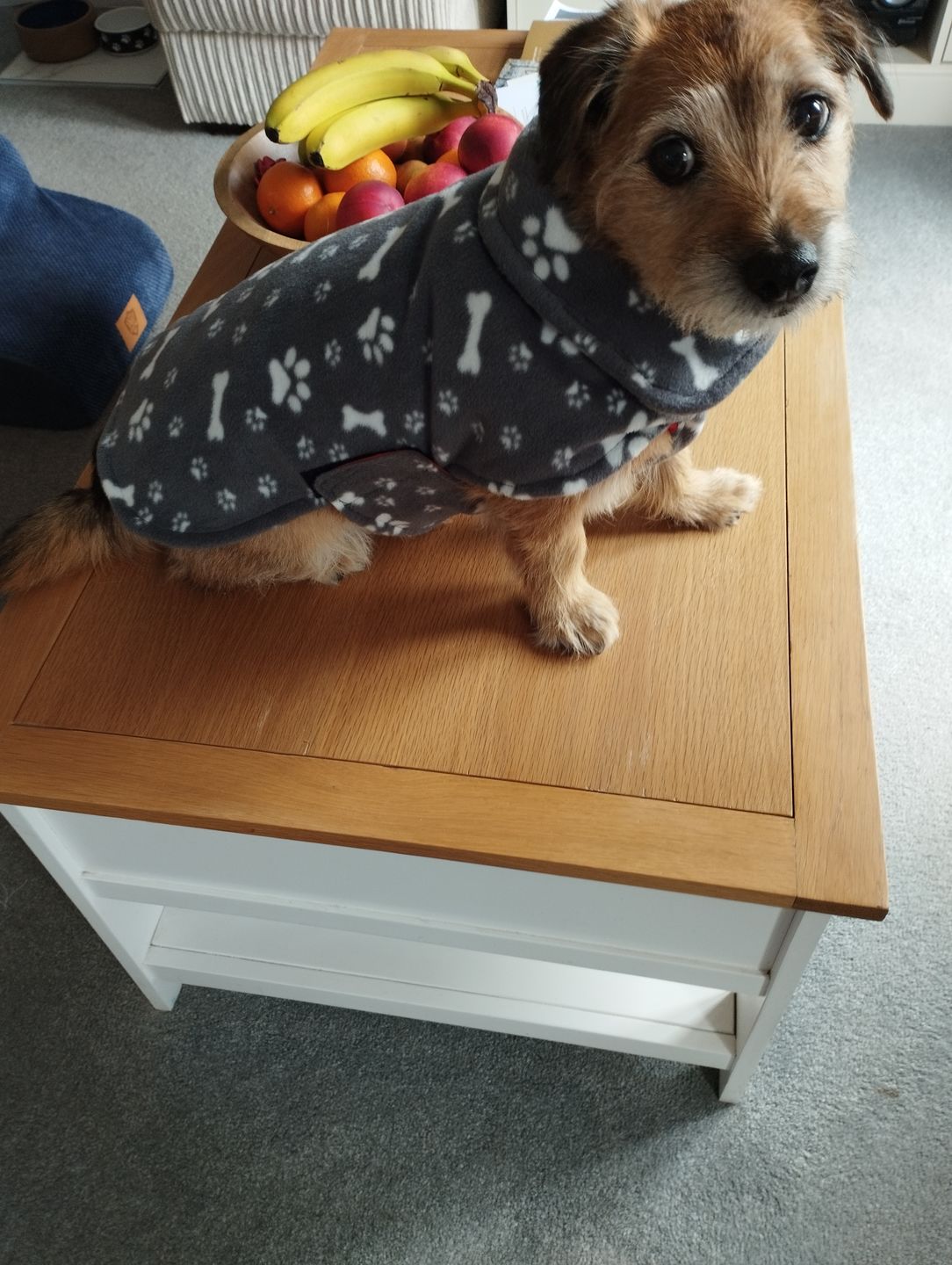 Customer photo review of Paw Print & Bones Anti Pill Polar Fleece Fabric