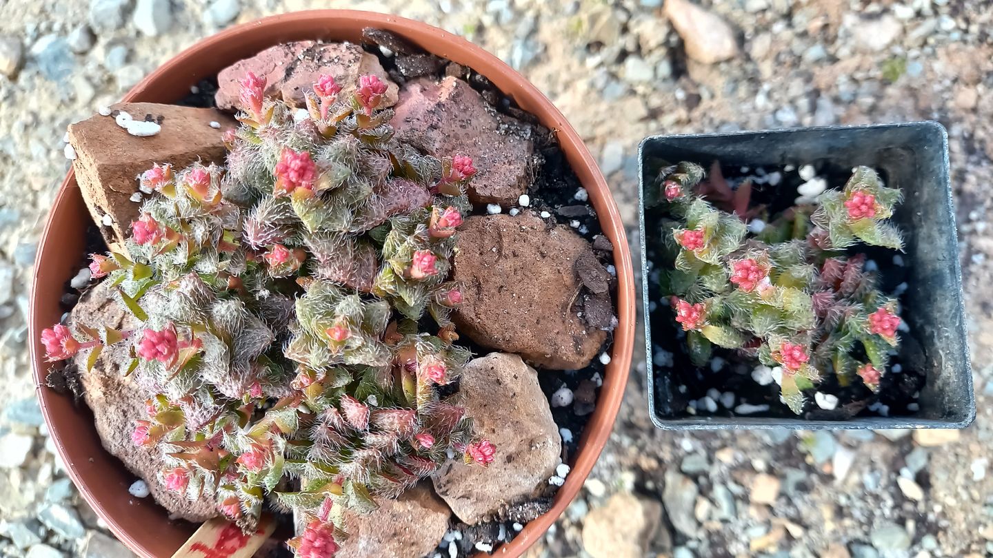 Customer photo review of Crassula capitella ssp thyrsiflora variegated