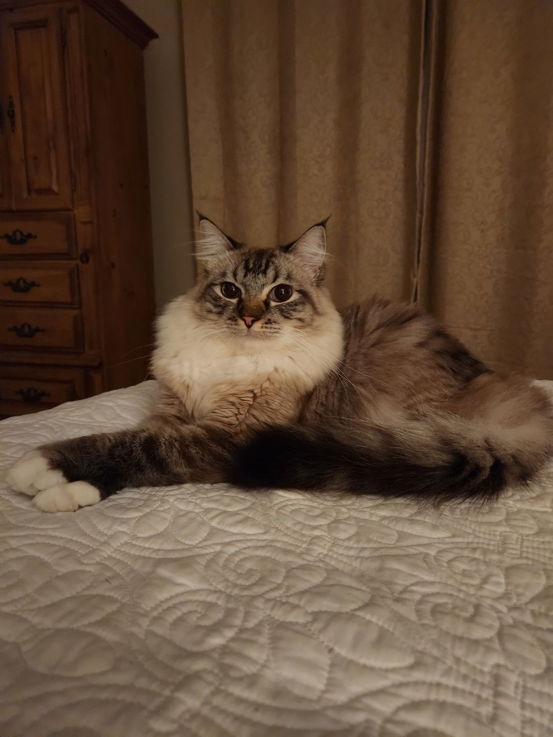 Customer photo review of Cat Calming & Aggression Aid