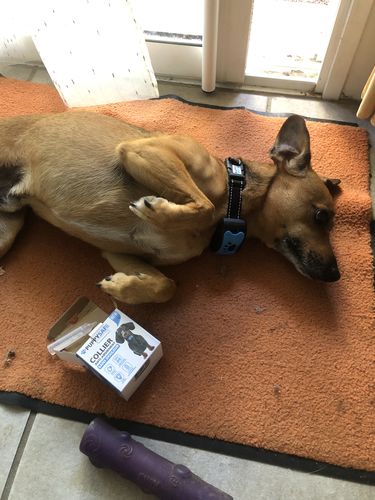 Customer photo review of Collier Anti Aboiement PuppySafe