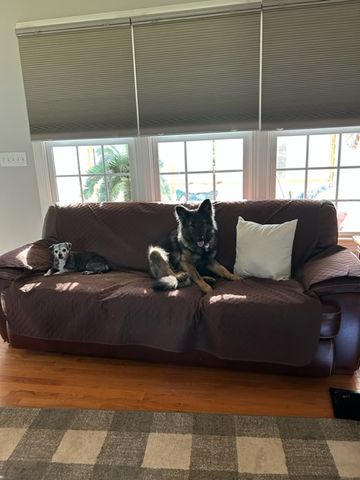Customer photo review of NEW Machine-Washable, Dryer-Safe Furniture Protector Couch Cover With Side Pockets & Back Straps (+2-In-1 Reversible Colors!)