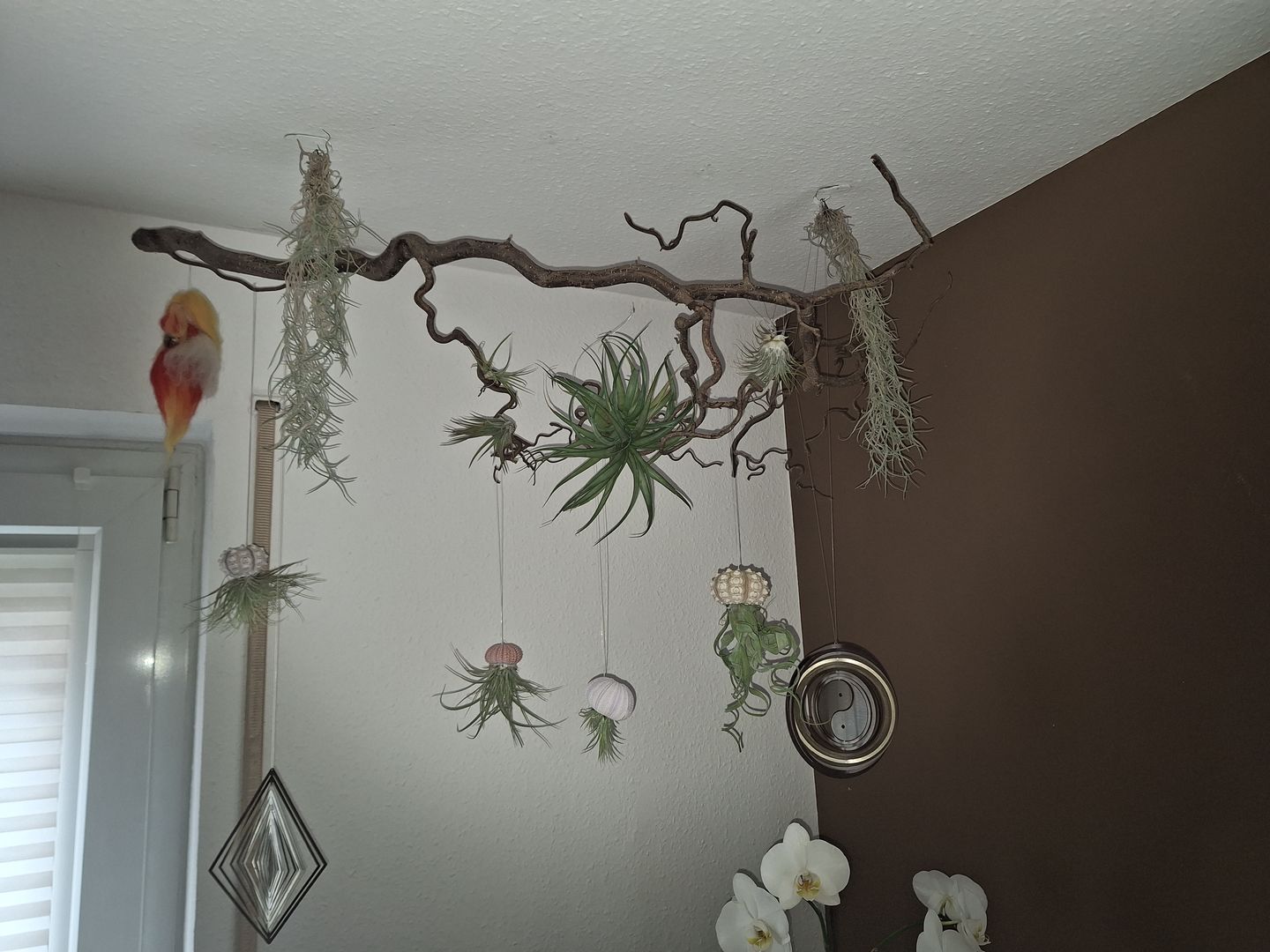 Customer photo review of Tillandsia capitata var. peach