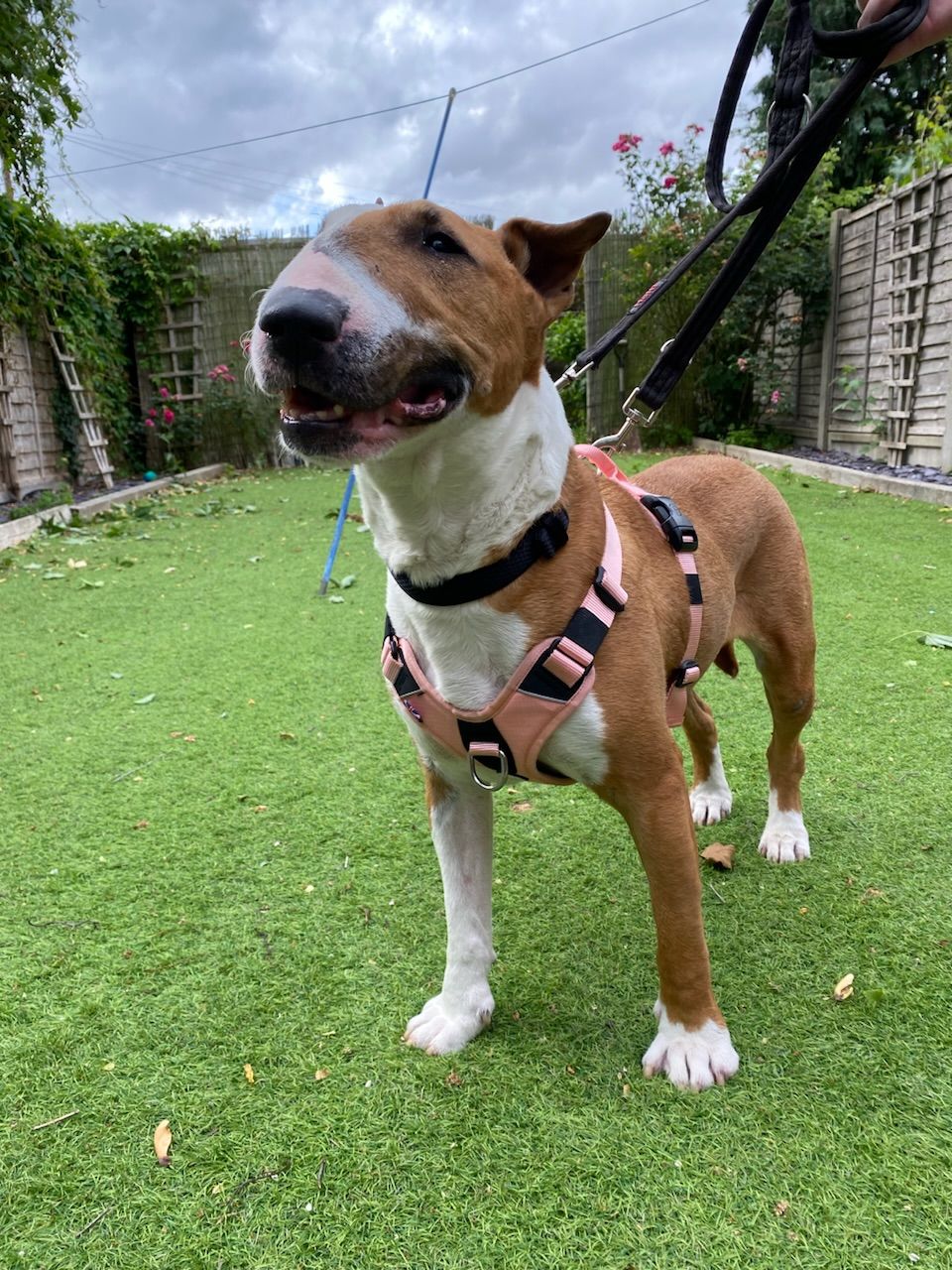 Customer photo review of Hurricane Harness - Non Restrictive, With Handle, Adjustable & Reflective - All Breeds - Pink