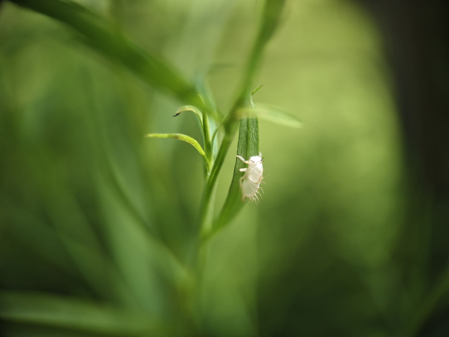 Customer photo review of Pro Series - Macro Lens