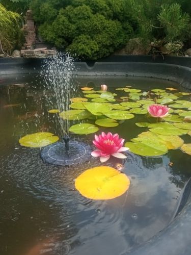 Customer photo review of Ma petit fontaine solaire