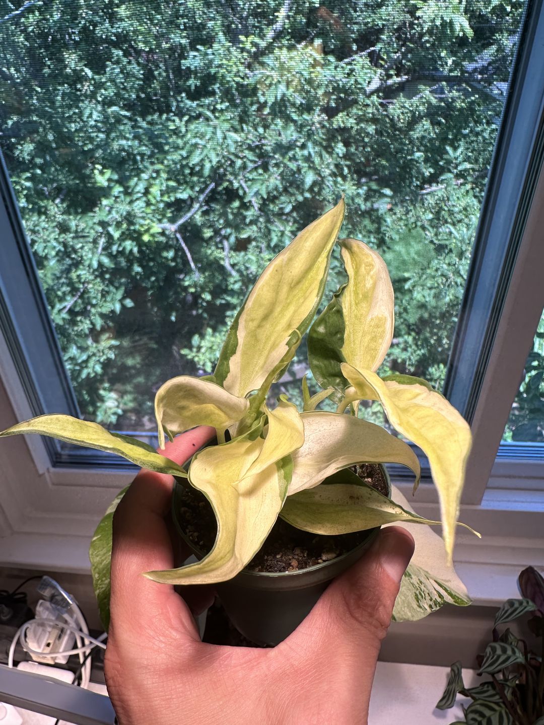 Customer photo review of Philodendron hederaceum 'Gabby'