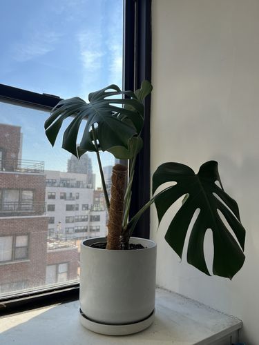 Customer photo review of 9” Signature Stone Planter & Saucer | Earth Tones