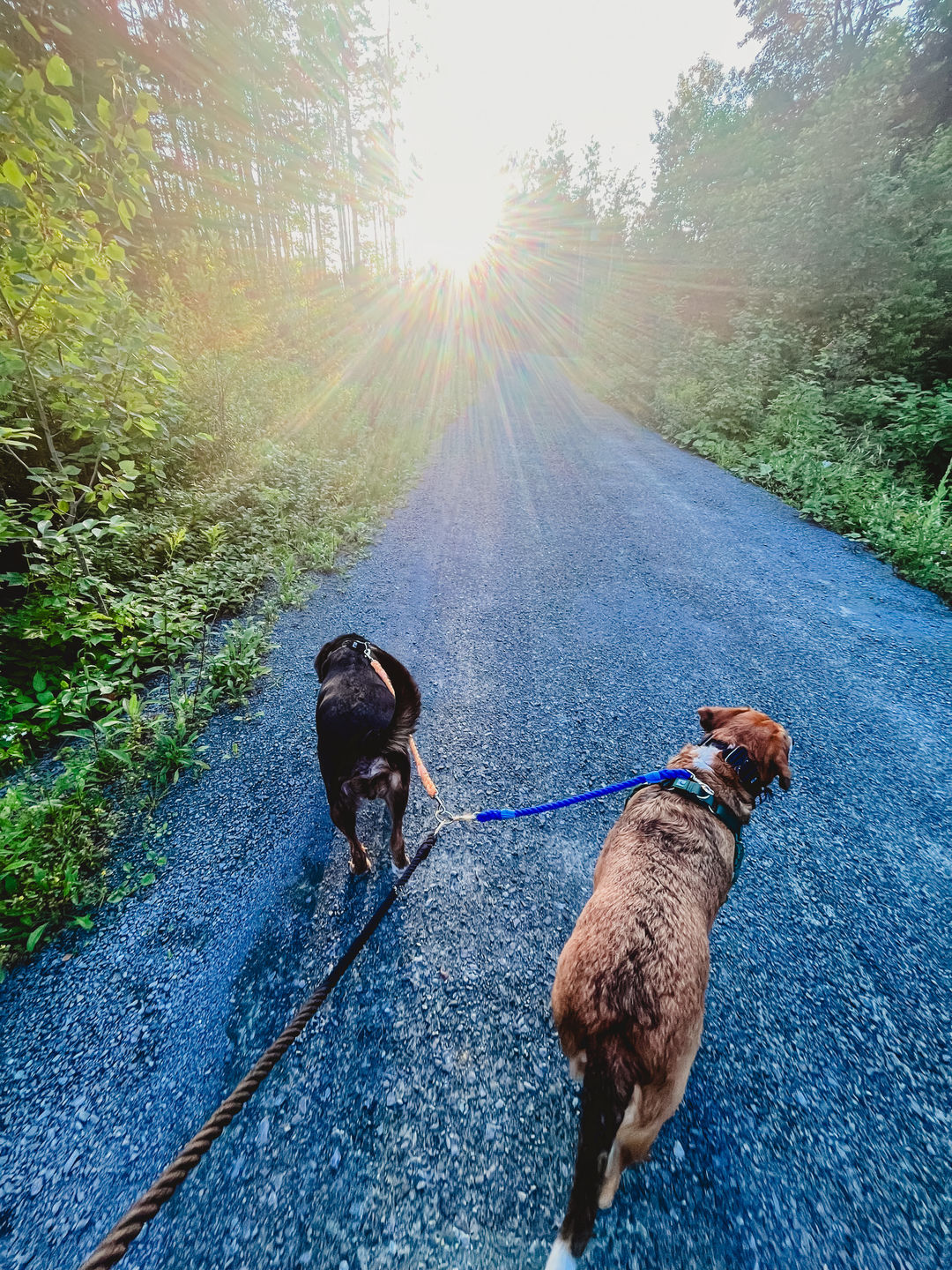 Customer photo review of Cotton Rope Multi-Dog Leash Connector