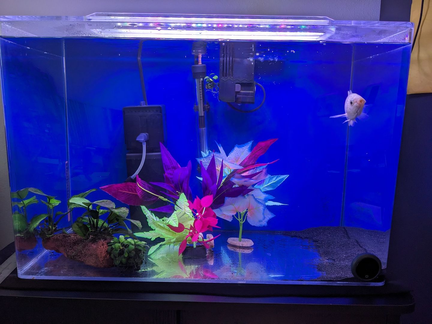 Customer photo review of Shark PRO