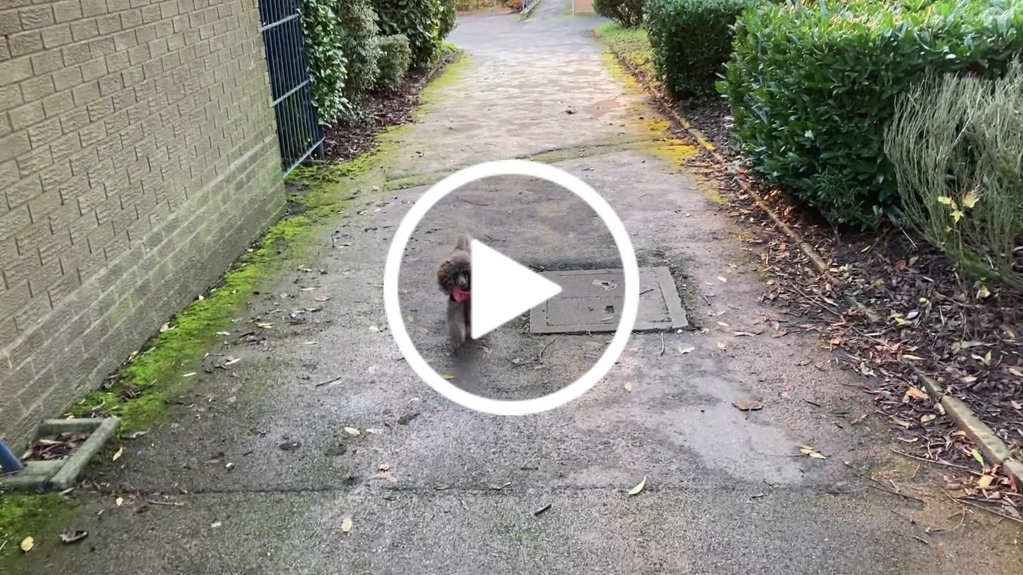 Customer video review of Total Probiotic Tablets For Dogs