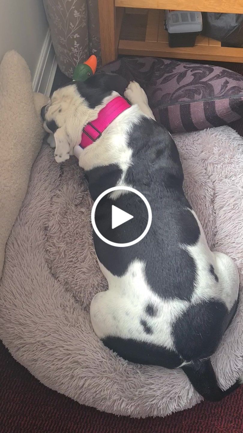 Customer video review of 4cm Combat® Collar | Rated Clip - NO HANDLE - Magentas v2.0