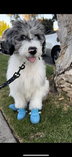 Customer photo review of WagWellies® Mojave