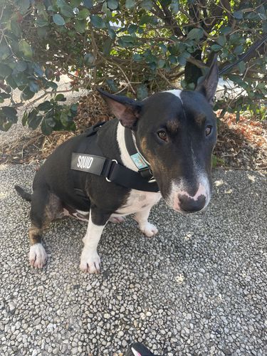 undefined review of Dog Lovers Pack image 1 out of 1