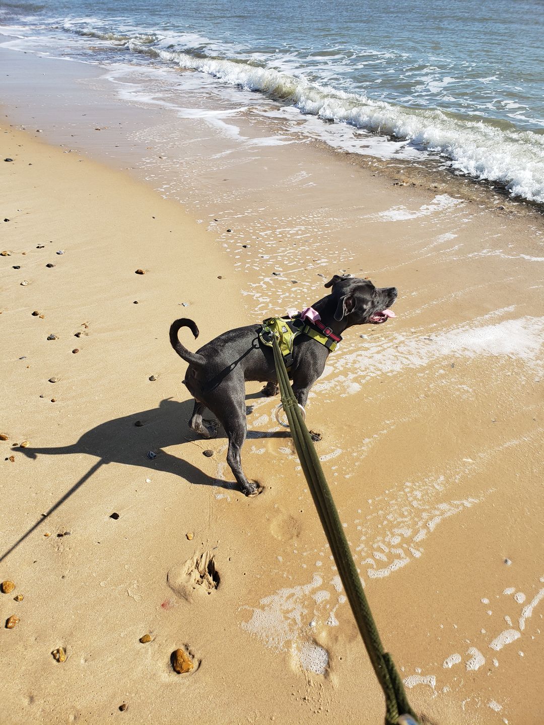Customer photo review of Double Ended Training Lead | All Breeds - Durable & Soft 2m Lead - Khaki
