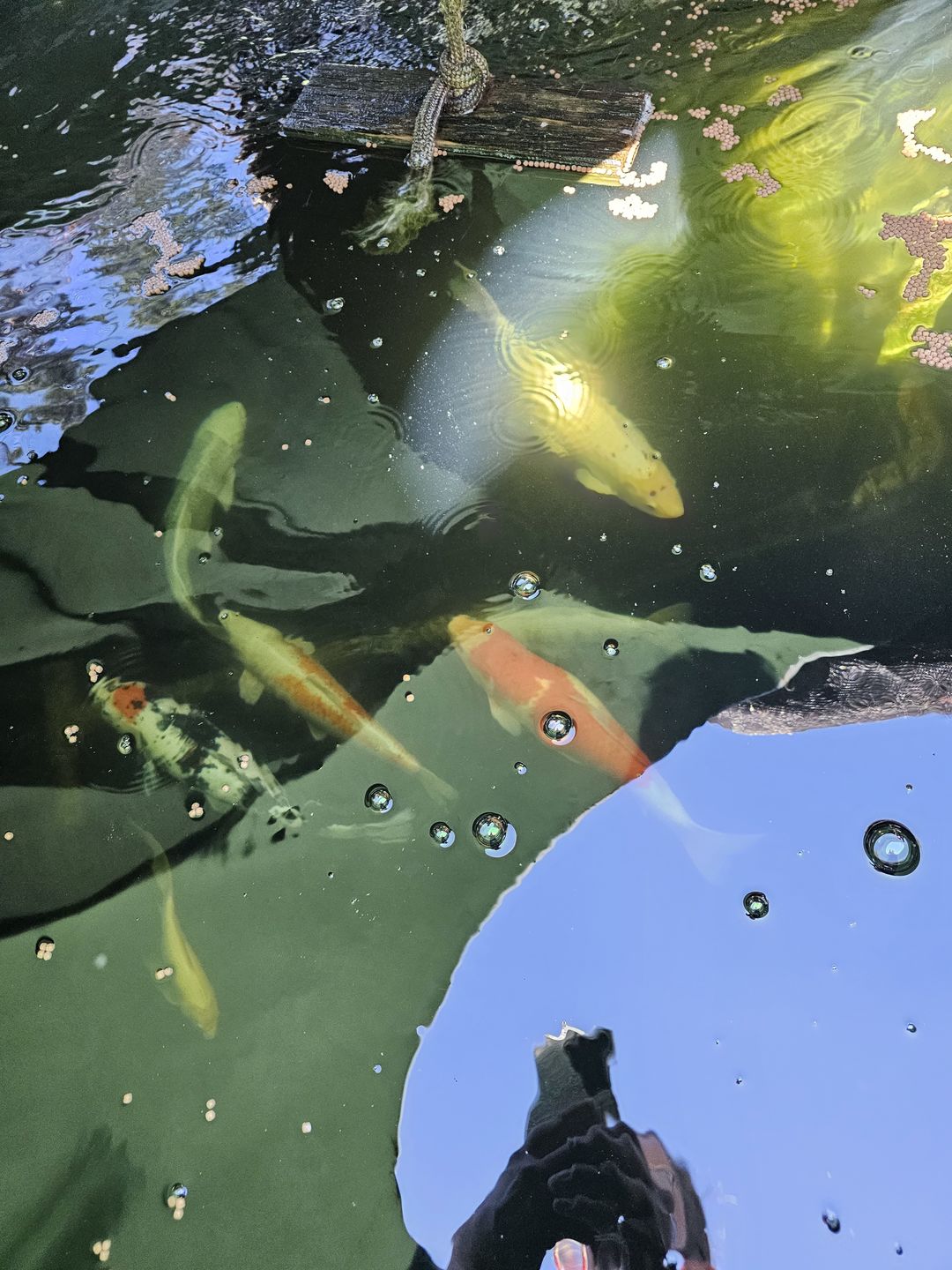 Customer photo review of Aisuru Koi™ Wheat Germ Koi Food