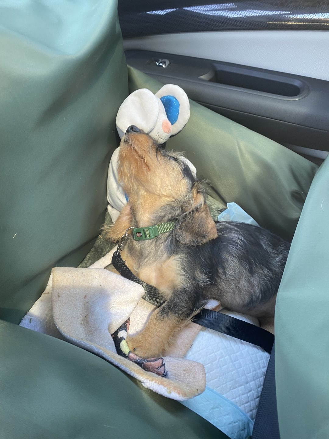 Customer photo review of Panier Pour Chien en Voiture