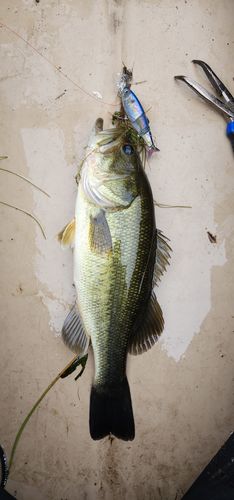 Customer photo review of Headbanger Spitfire 4.5"