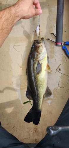 Customer photo review of Headbanger Cranky Shad 2.5"