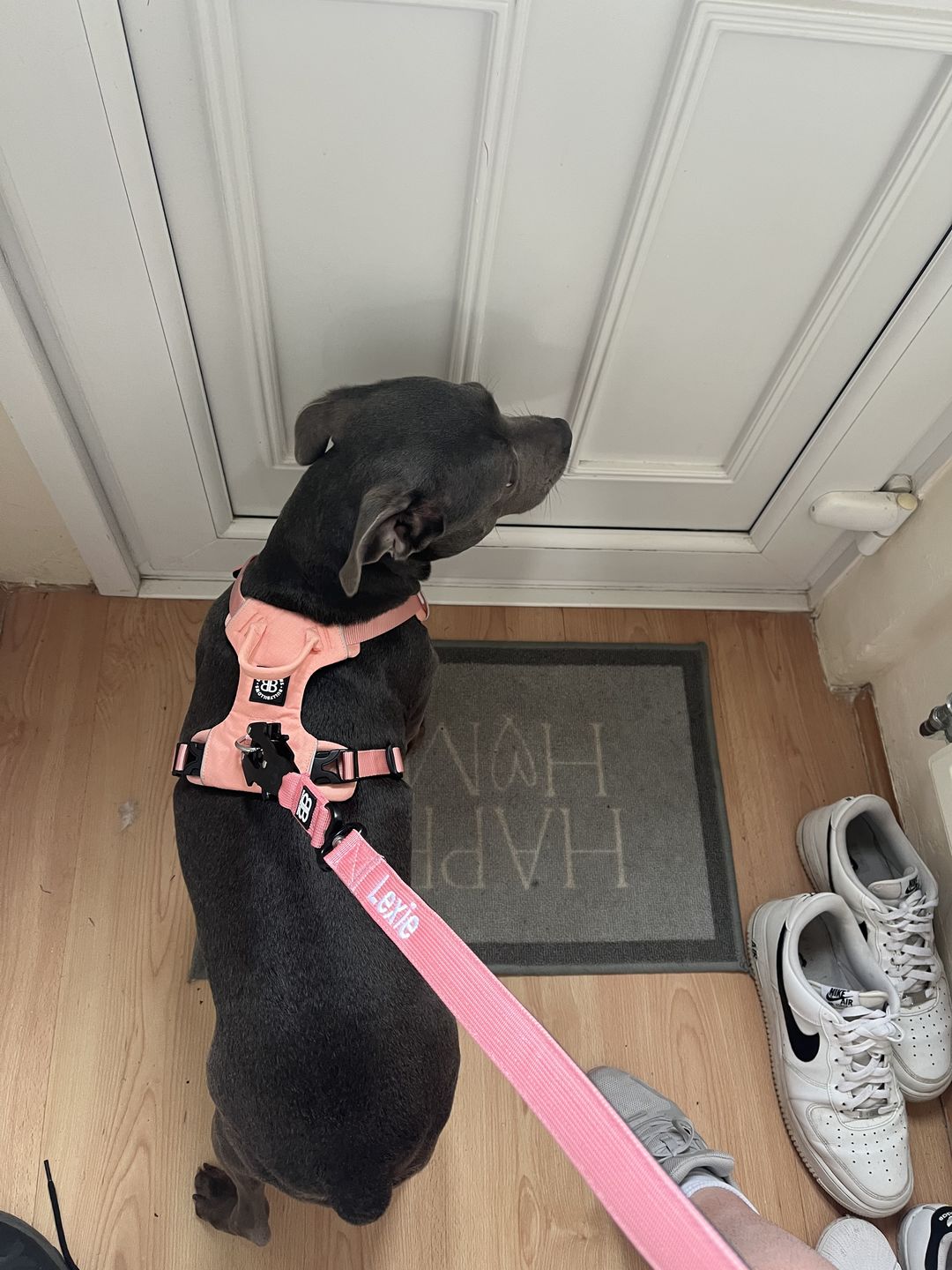 Customer photo review of 1.4m Swivel Combat Lead | Neoprene Lined, Secure Rated Clip with Soft Handle - Pink