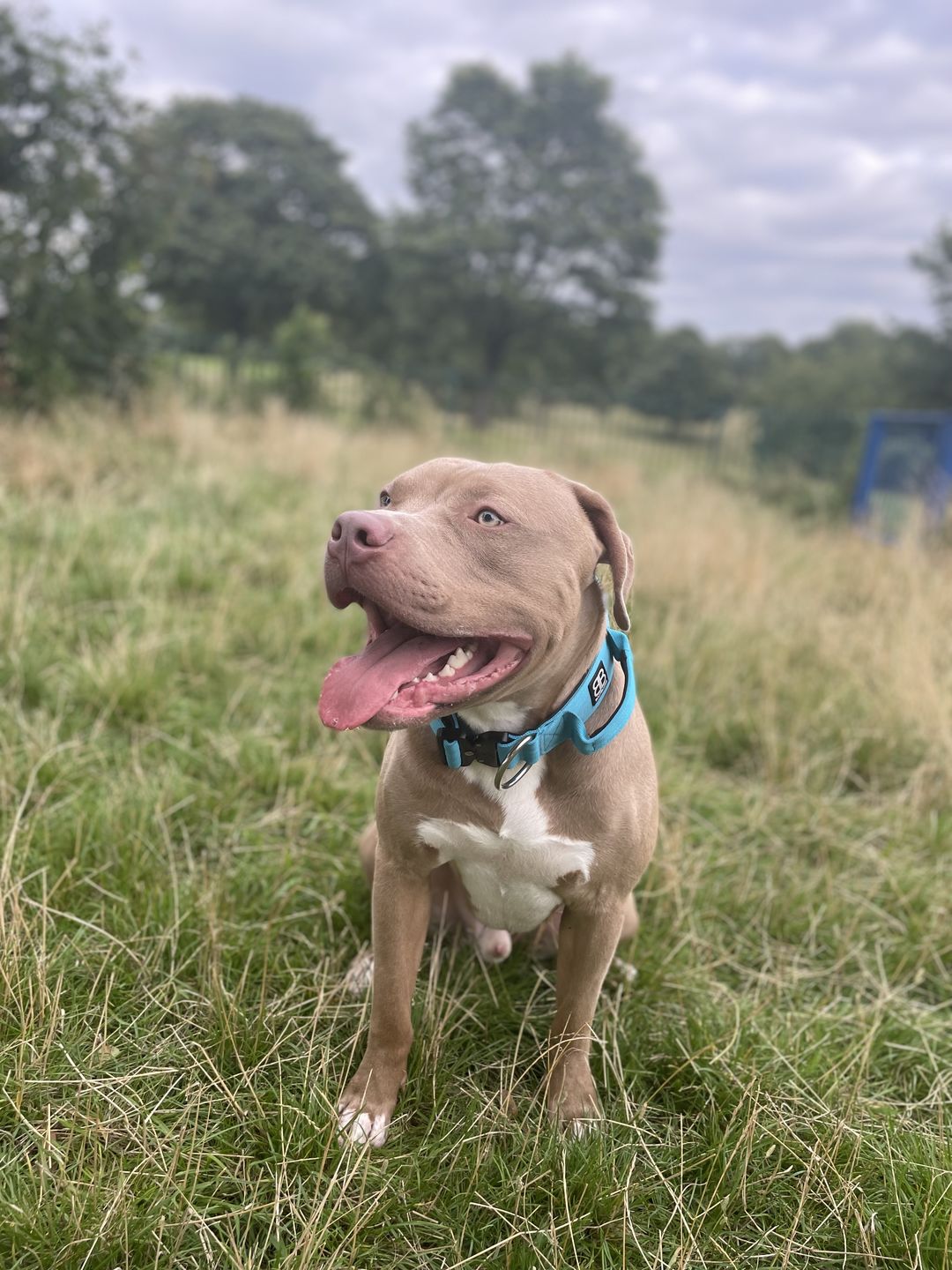 Customer photo review of 5cm Combat® Collar | With Handle & Rated Clip - Light Blue v2.0