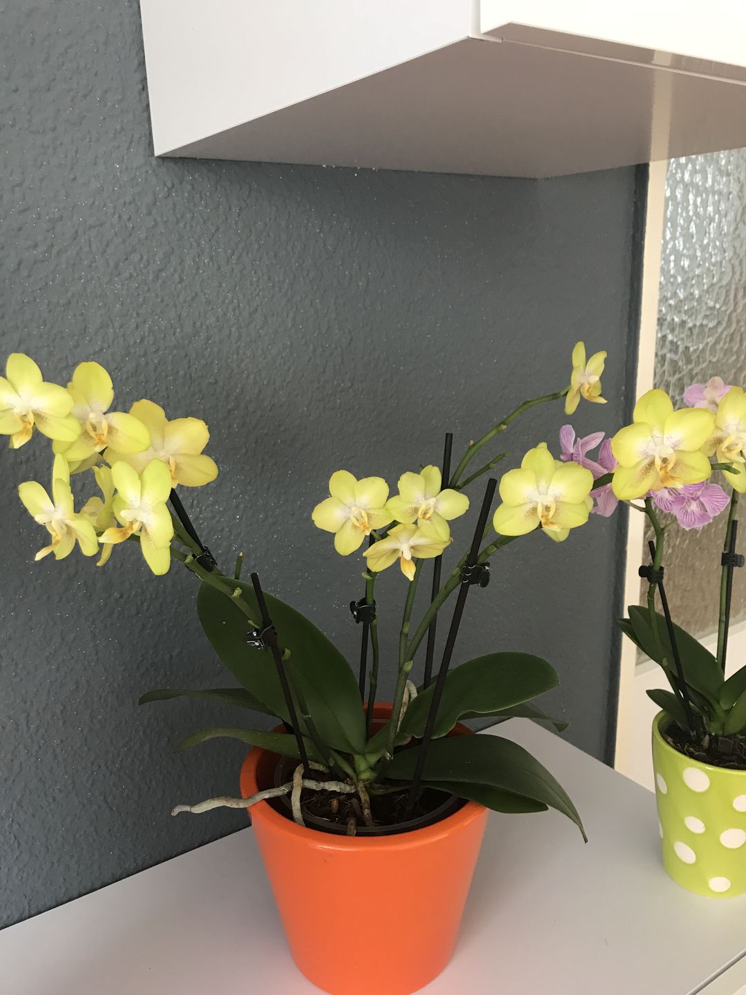 Customer photo review of Duftorchidee Citrin mit gelben Blüten und 2+ Stielen