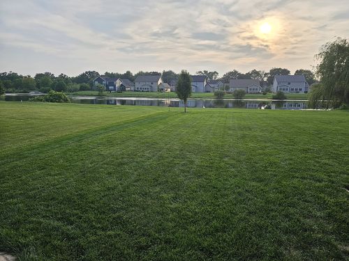 Customer photo review of GCI Turf Cool Blue Grass Seed