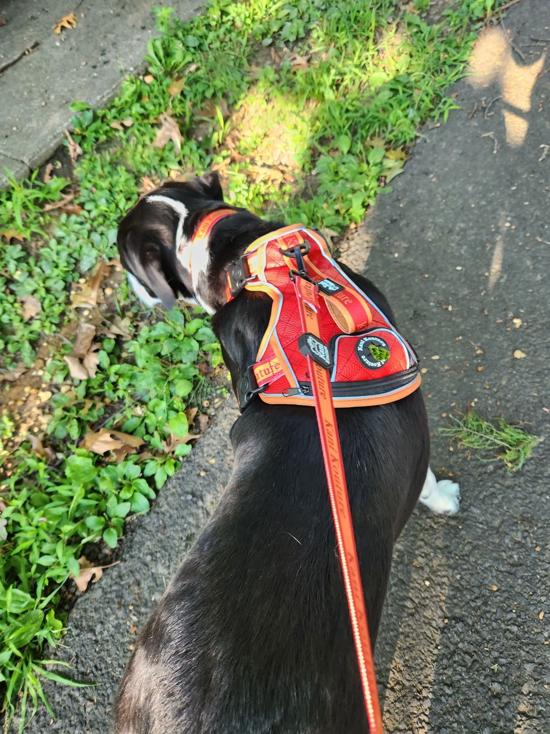 Customer photo review of Scarlett Luxe - Adventure Leather Harness