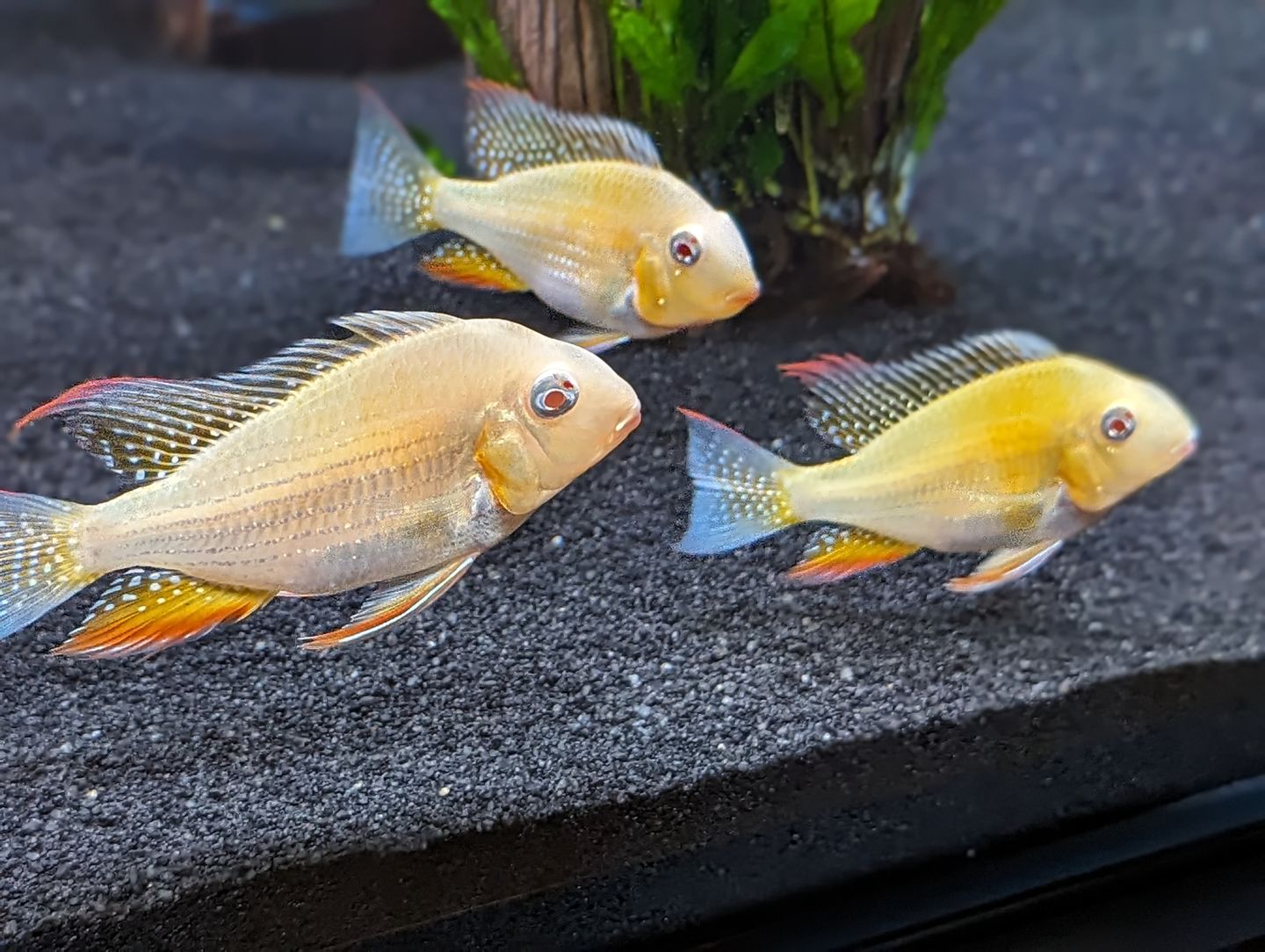 Customer photo review of Xtreme PeeWee Cichlid Fish Food