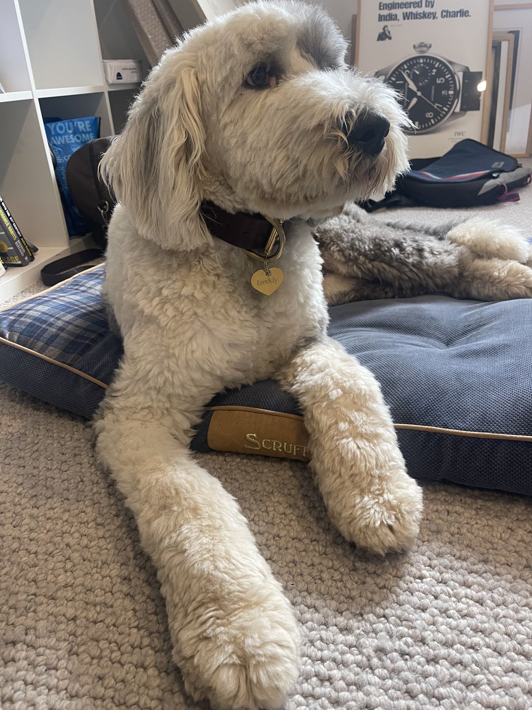 Customer photo review of BIG Dog Collar