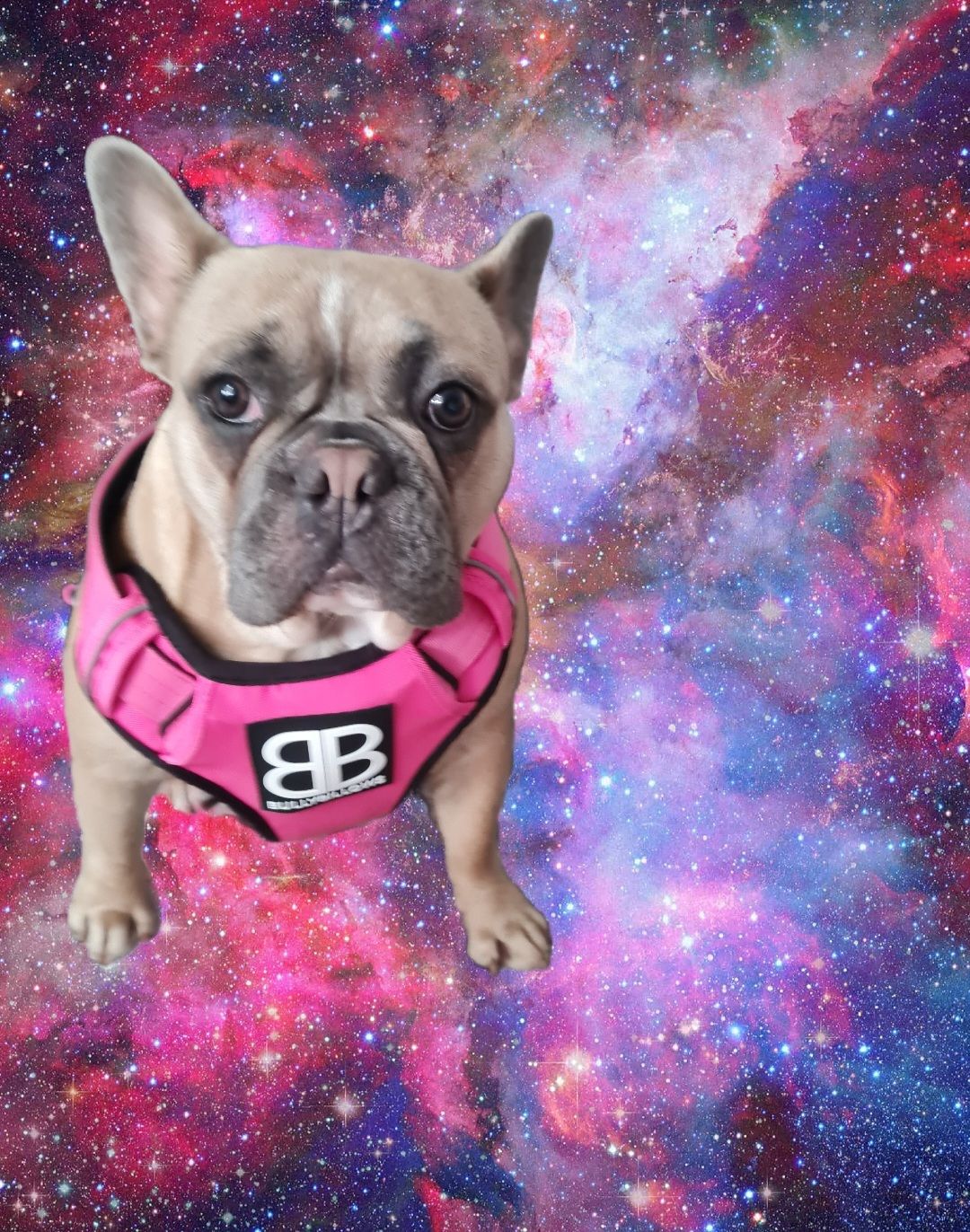 Customer photo review of Premium Comfort Harness | Non Restrictive & Adjustable - Magenta