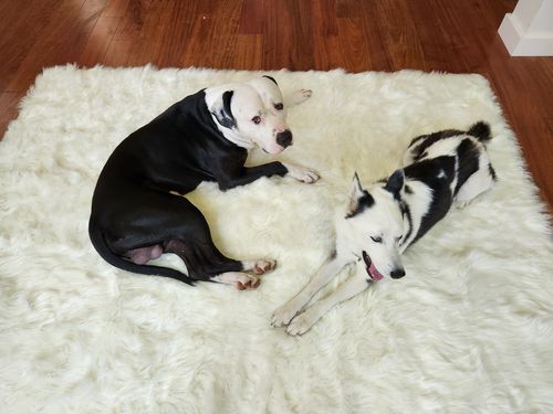 Customer photo review of Faux Wool Plush Rug Soft Shaggy Carpet Home Floor Area Mat Decoration