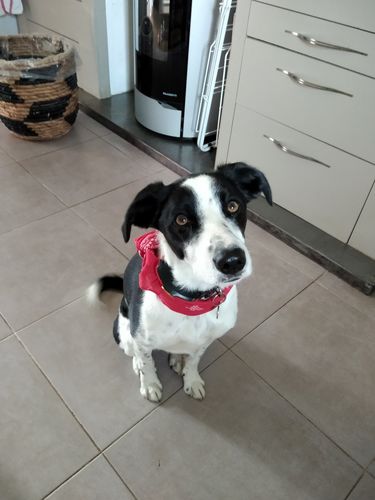 Customer photo review of Collier Anti Aboiement PuppySafe