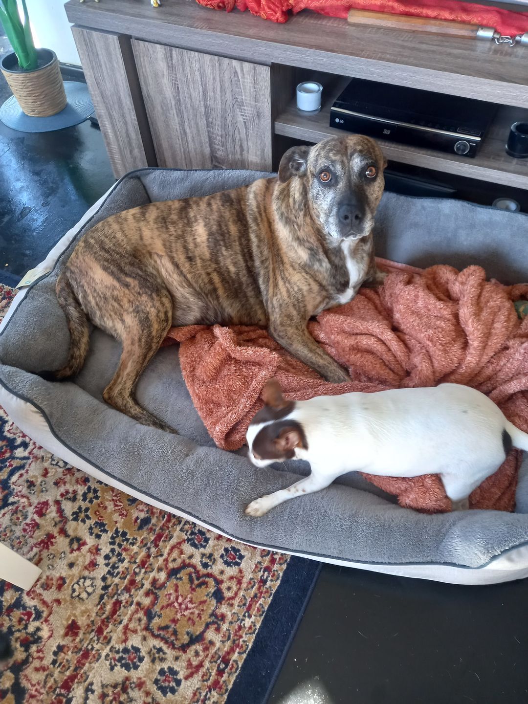 Customer photo review of PaWz waterproof heavy-duty bed